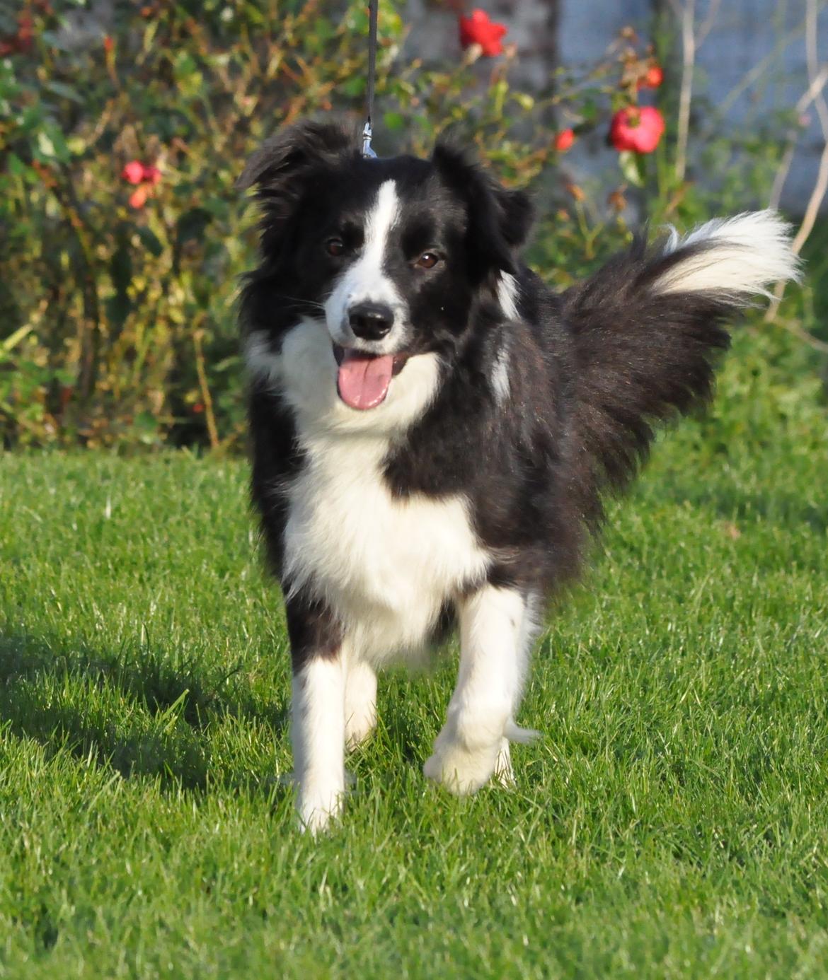 Border collie Kian Star Jewel Of Bright Phantom (baby) billede 7