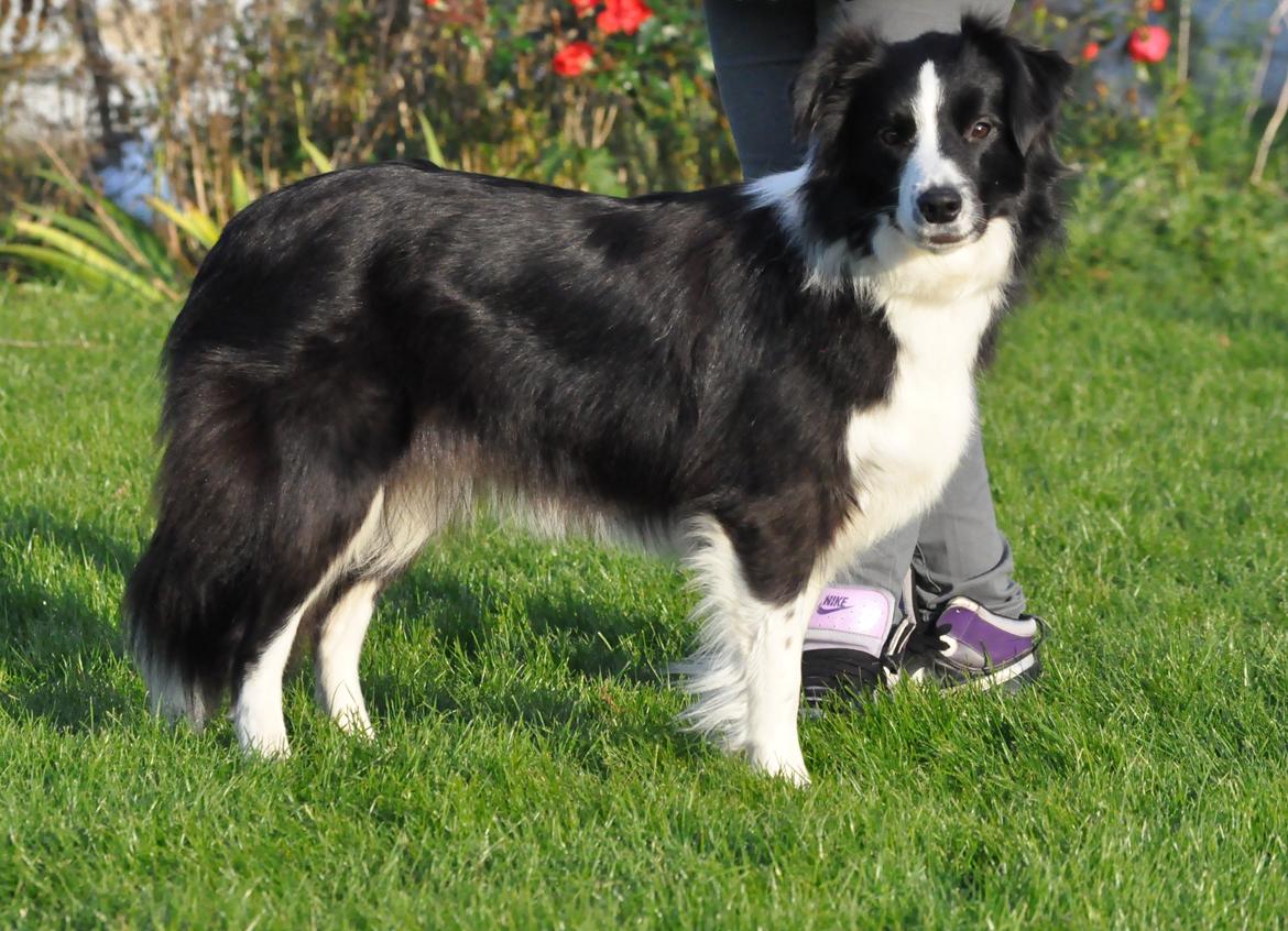 Border collie Kian Star Jewel Of Bright Phantom (baby) billede 8