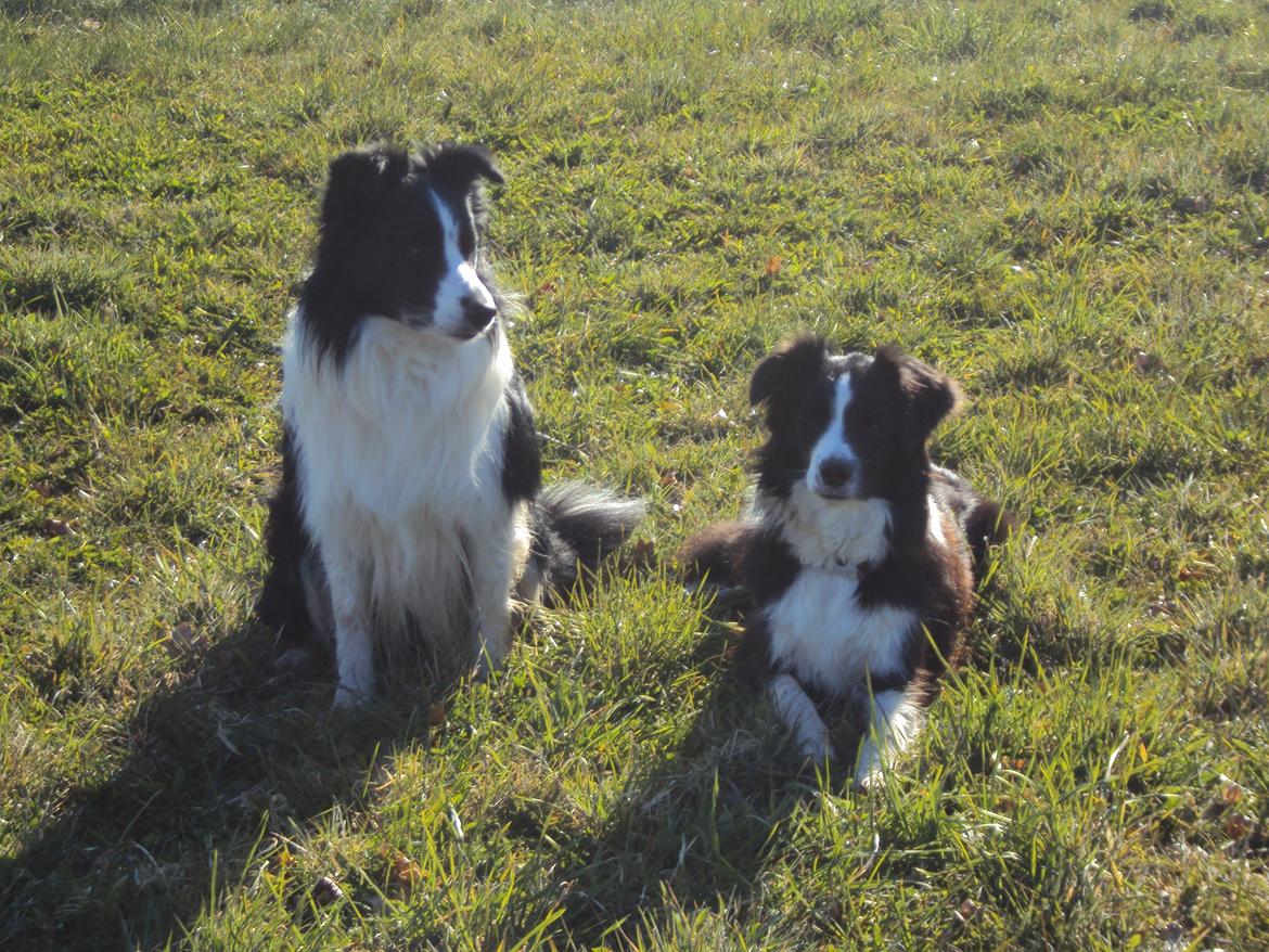 Border collie Kian Star Jewel Of Bright Phantom (baby) billede 12