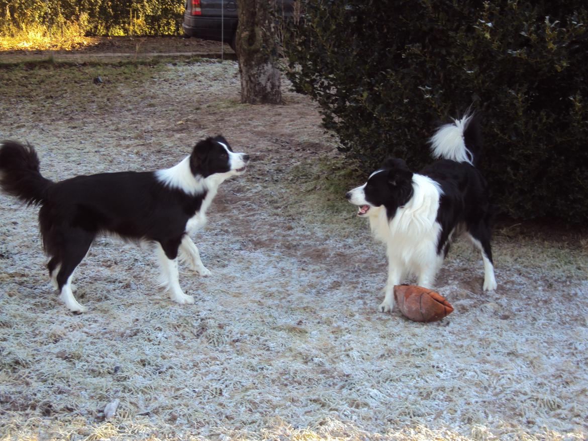 Border collie Kian Star Jewel Of Bright Phantom (baby) billede 13