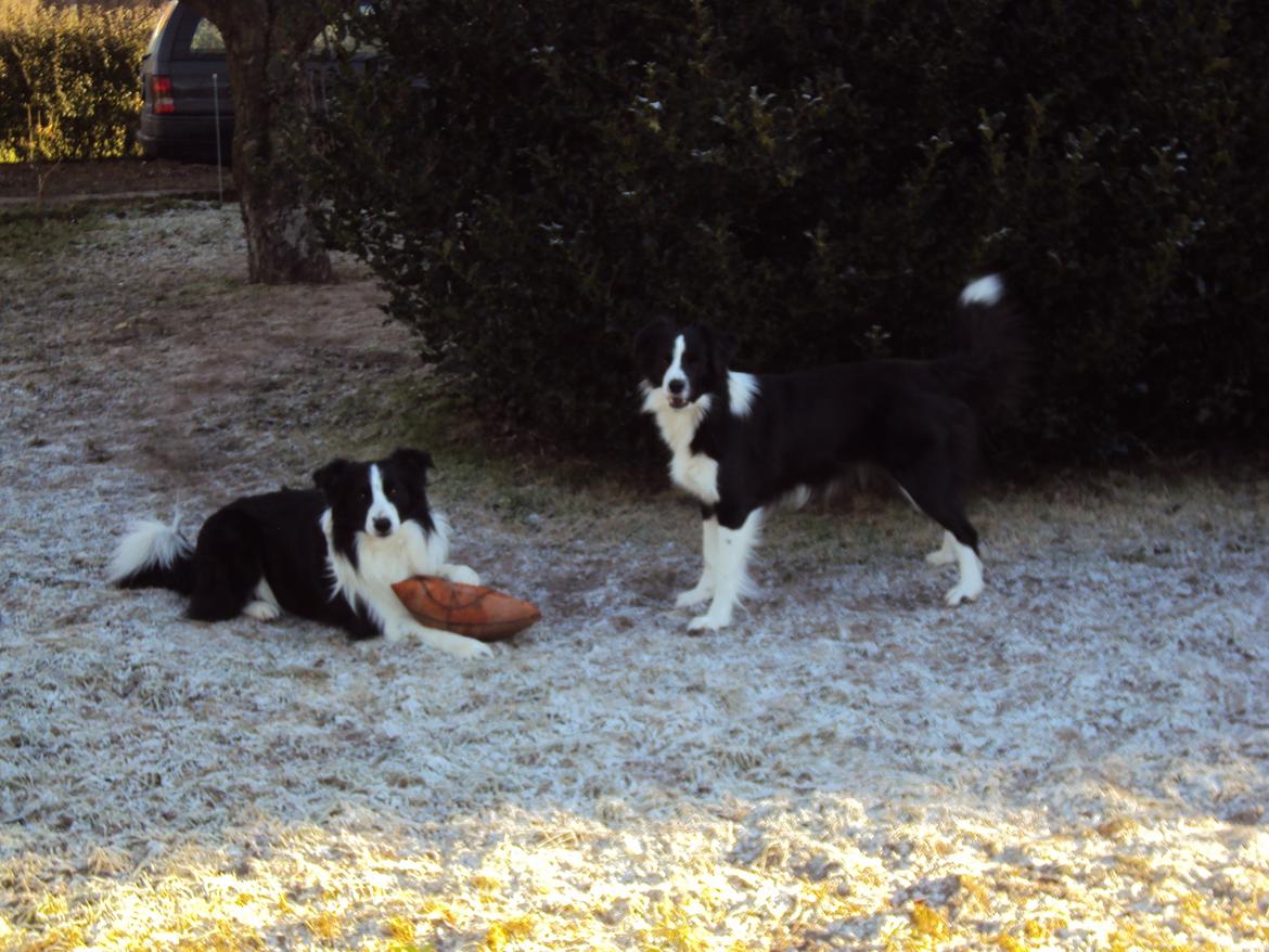 Border collie Kian Star Jewel Of Bright Phantom (baby) billede 14