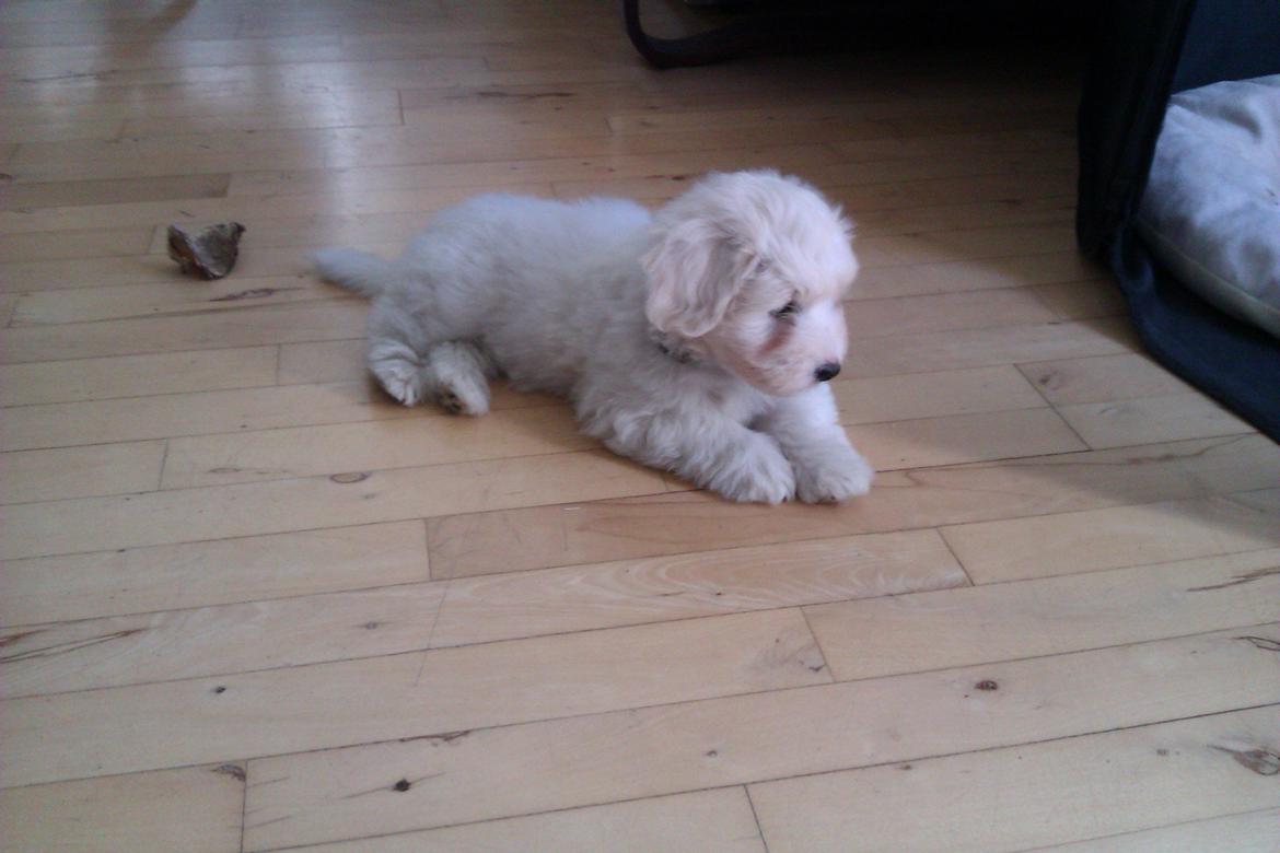 Coton de tulear Sisses Cindy billede 5