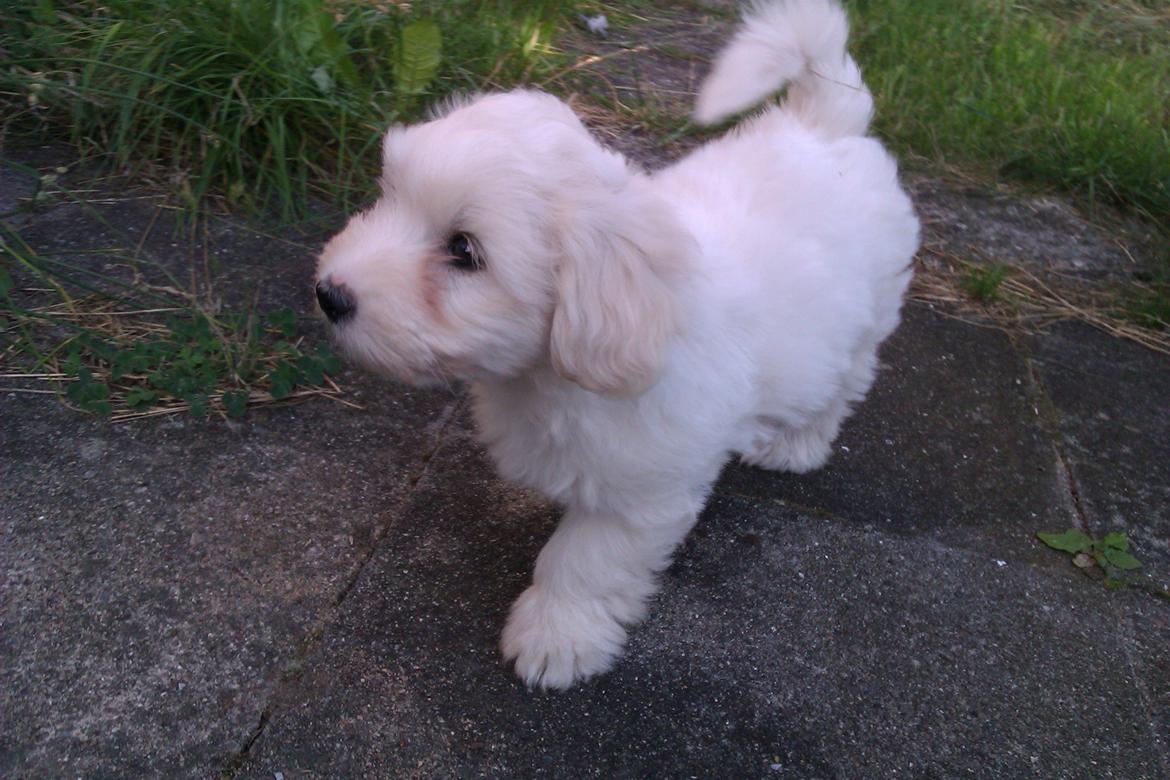 Coton de tulear Sisses Cindy billede 6