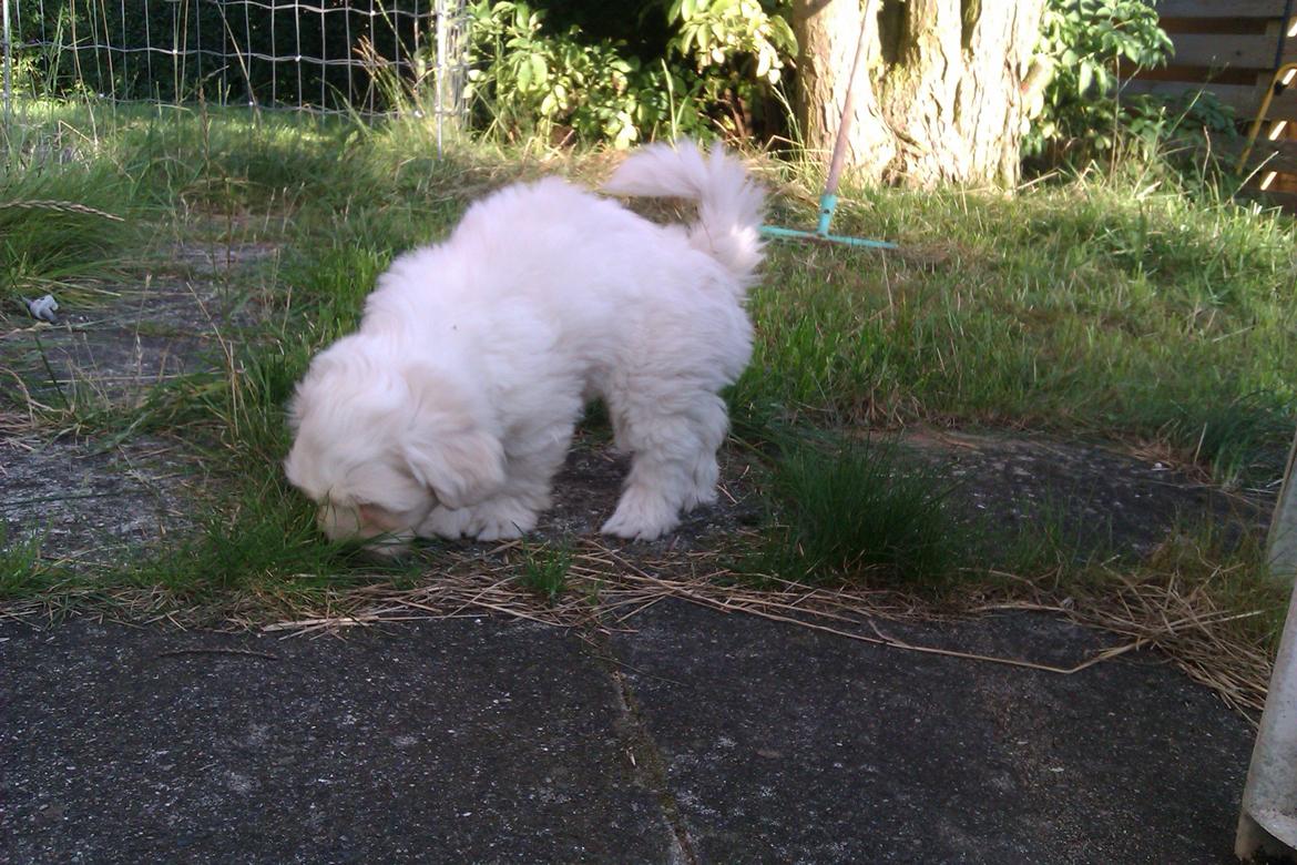 Coton de tulear Sisses Cindy billede 7