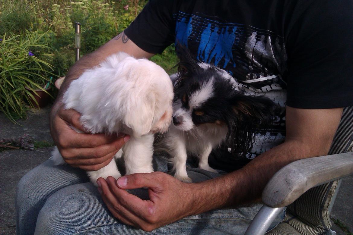 Coton de tulear Sisses Cindy billede 8