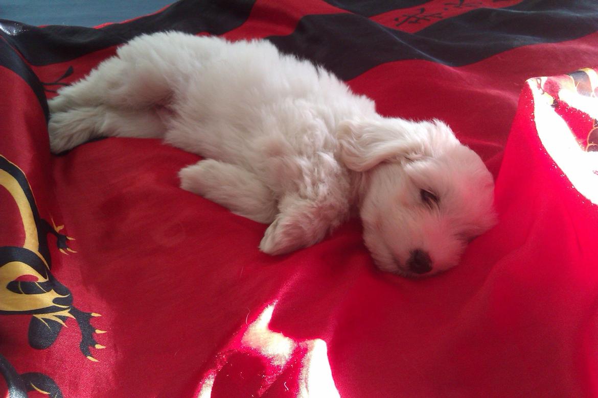 Coton de tulear Sisses Cindy billede 9