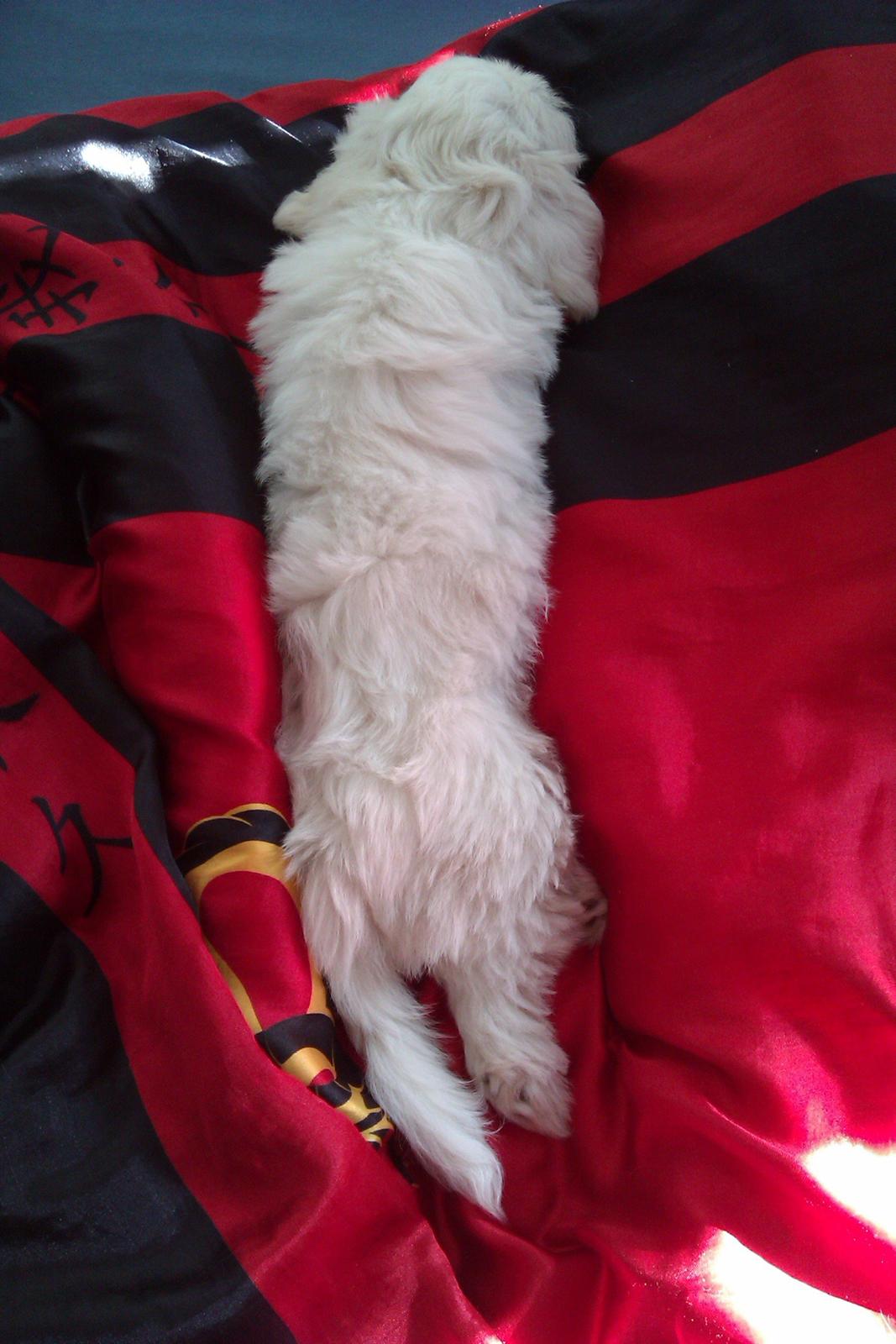 Coton de tulear Sisses Cindy billede 11