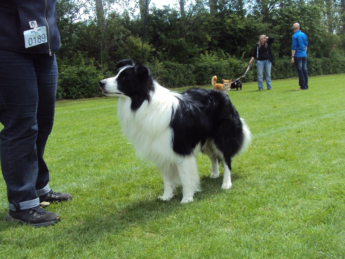 Border collie Hidden Farms Kelly billede 4