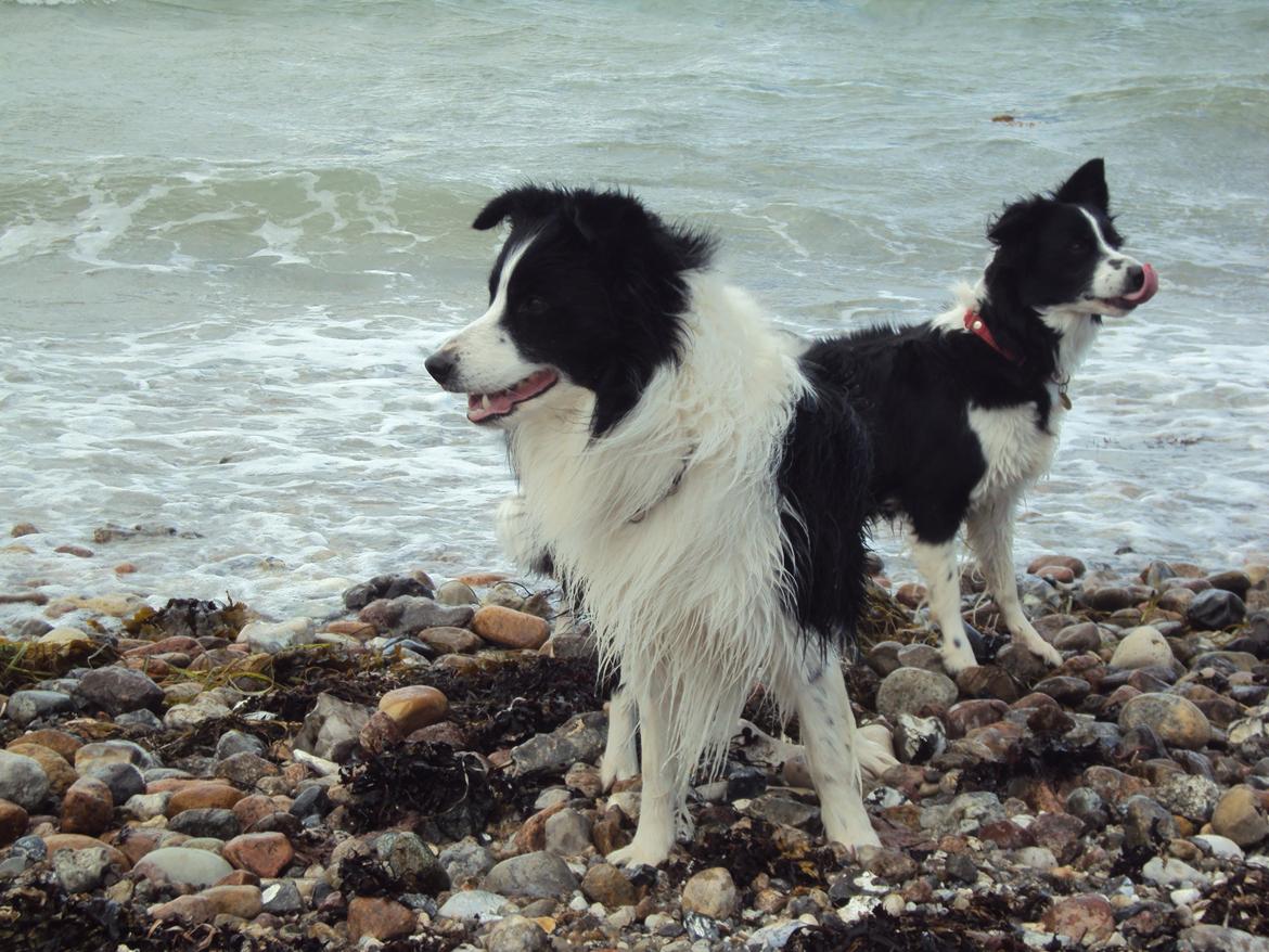 Border collie Hidden Farms Kelly billede 6