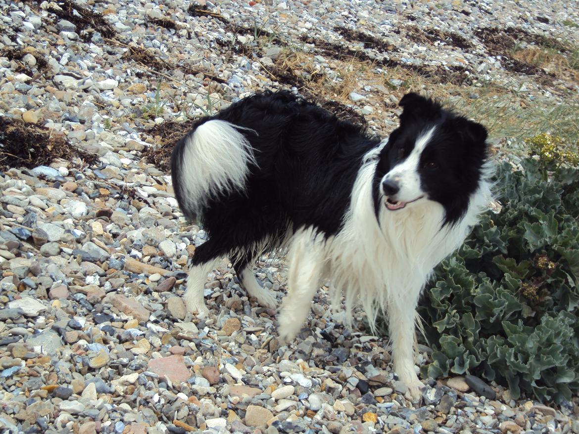 Border collie Hidden Farms Kelly billede 8