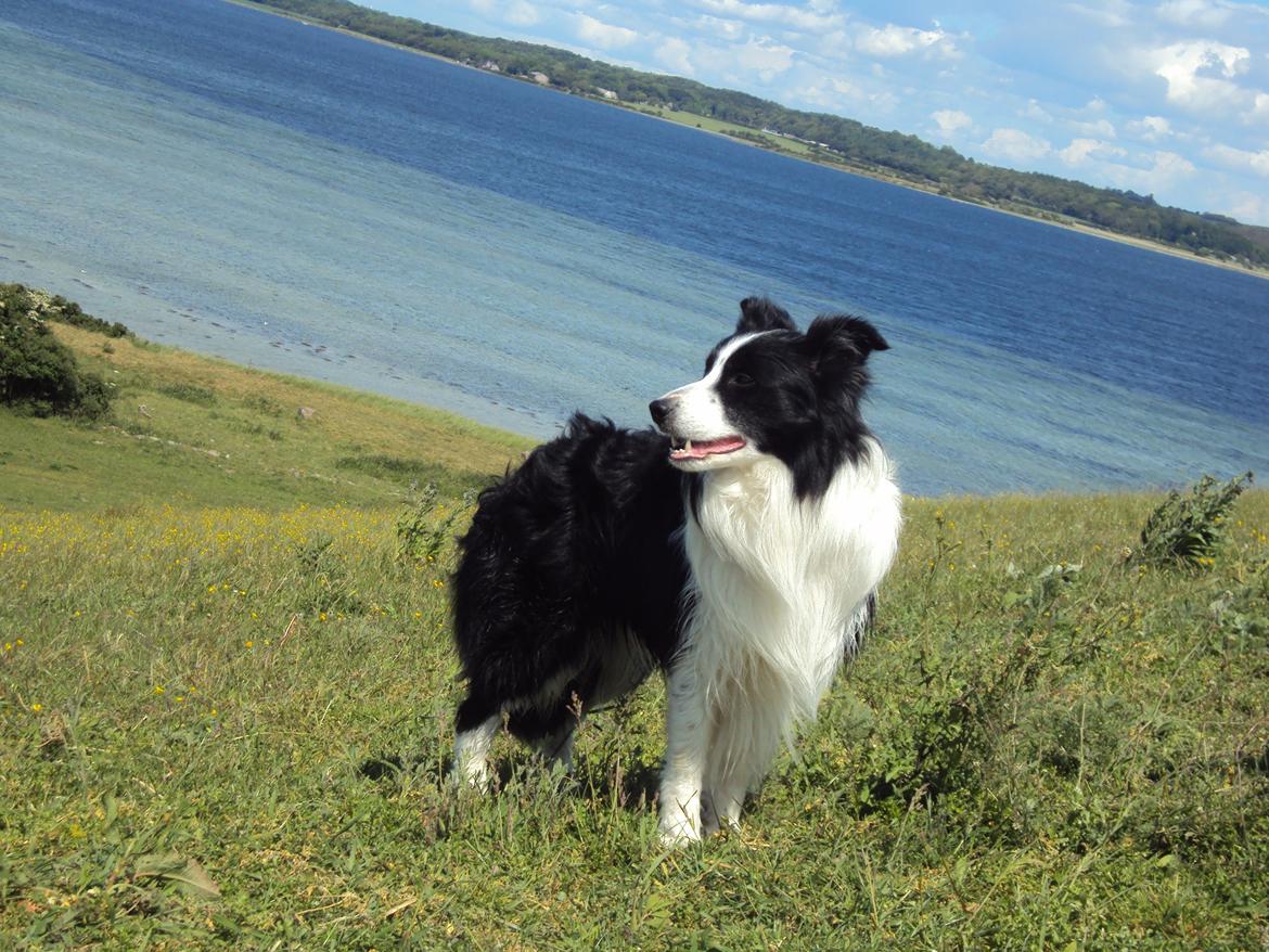 Border collie Hidden Farms Kelly billede 9