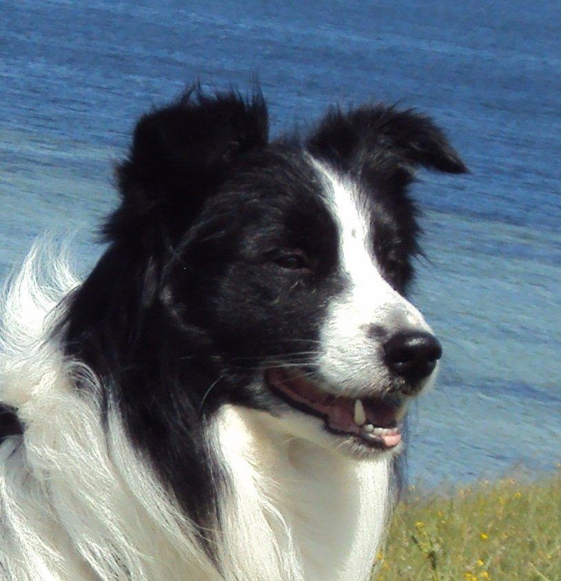 Border collie Hidden Farms Kelly billede 1