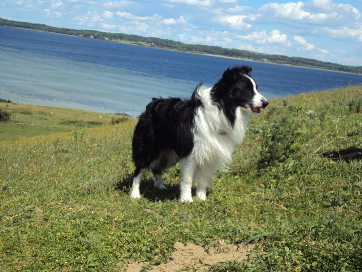 Border collie Hidden Farms Kelly billede 11