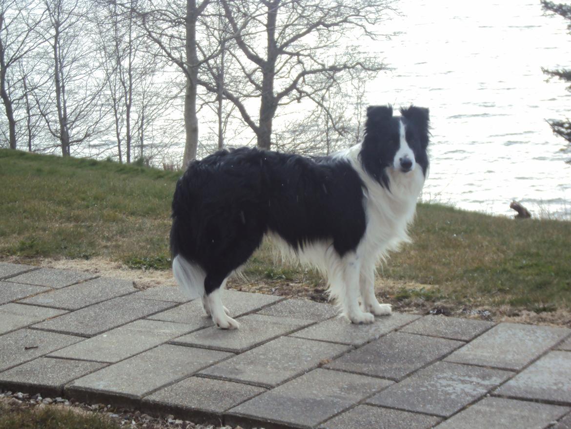 Border collie Hidden Farms Kelly billede 14