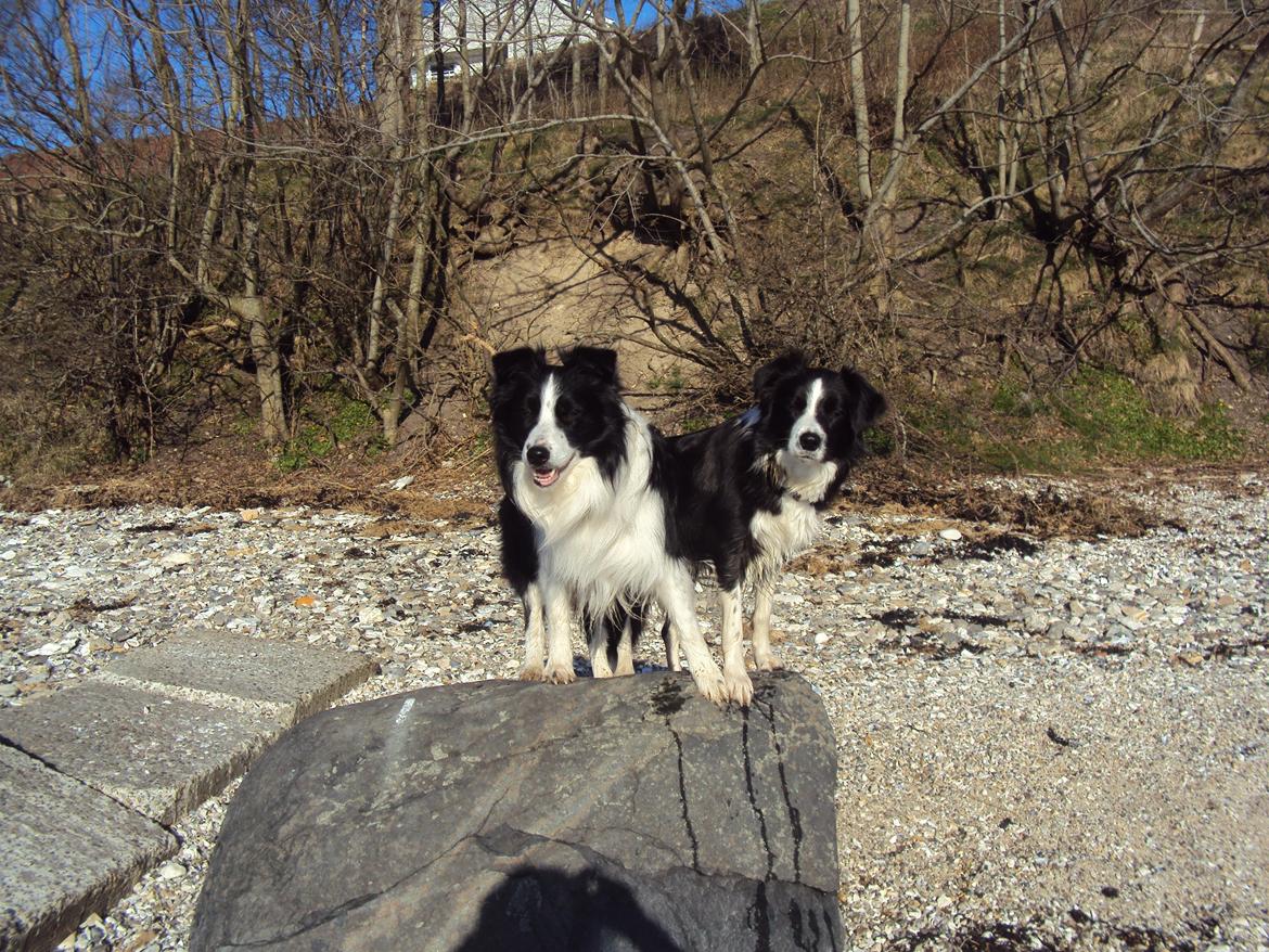 Border collie Hidden Farms Kelly billede 15