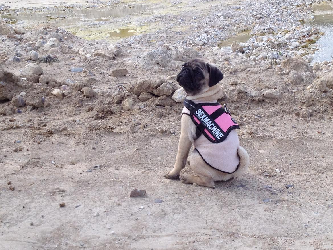 Mops Lara billede 11