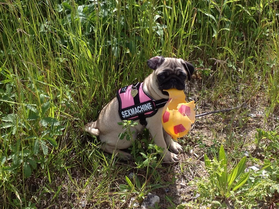 Mops Lara - Se en bold jeg selv har fundet  billede 9