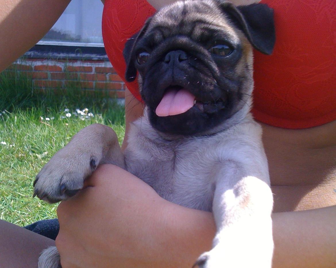 Mops Lara - Jeg slikker sol i haven billede 3