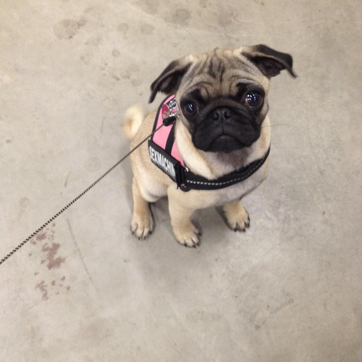 Mops Lara - Får jeg en godbid?! billede 2