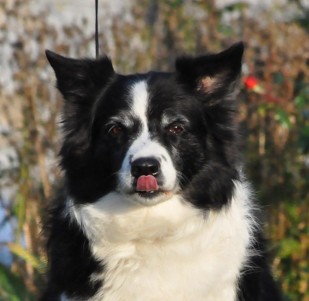 Border collie Kian Star Night Ally billede 1