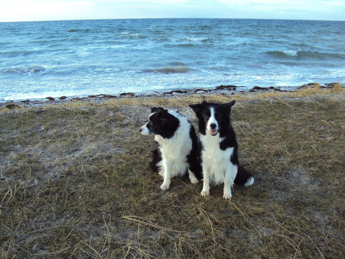 Border collie Kian Star Night Ally billede 2