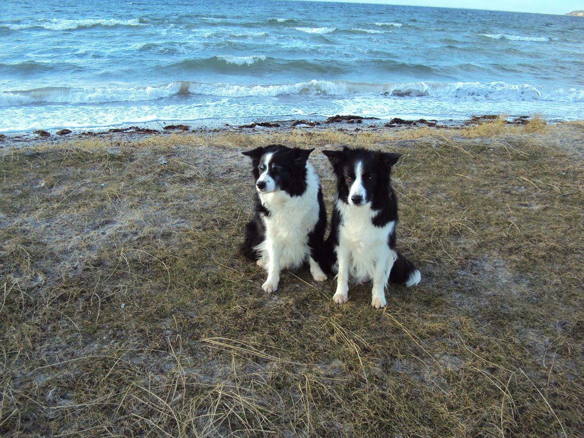 Border collie Kian Star Night Ally billede 3