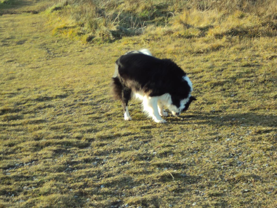 Border collie Kian Star Night Ally billede 4