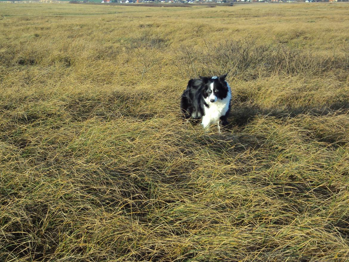 Border collie Kian Star Night Ally billede 5