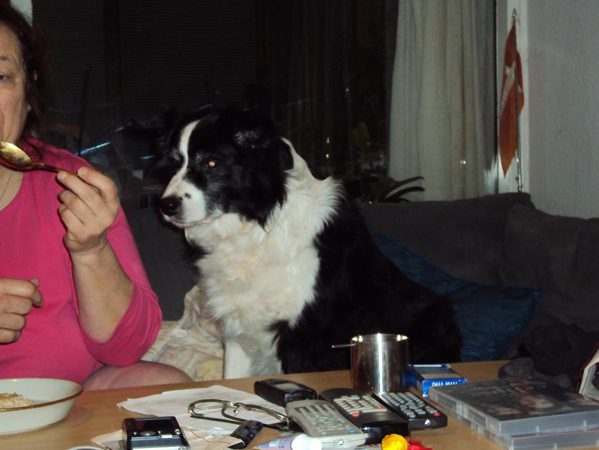 Border collie Kian Star Night Ally billede 6