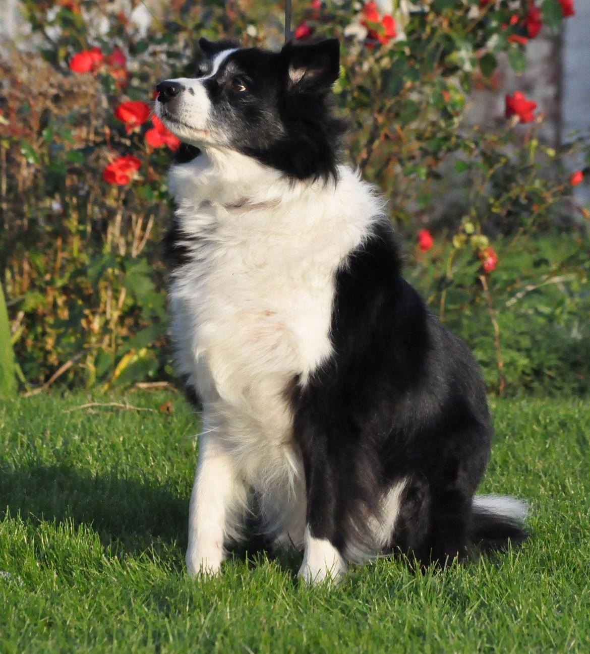 Border collie Kian Star Night Ally billede 7