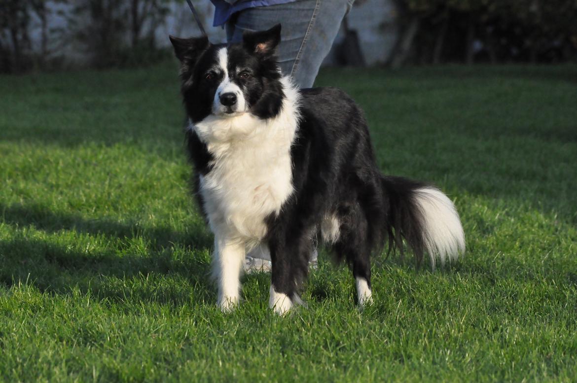 Border collie Kian Star Night Ally billede 8