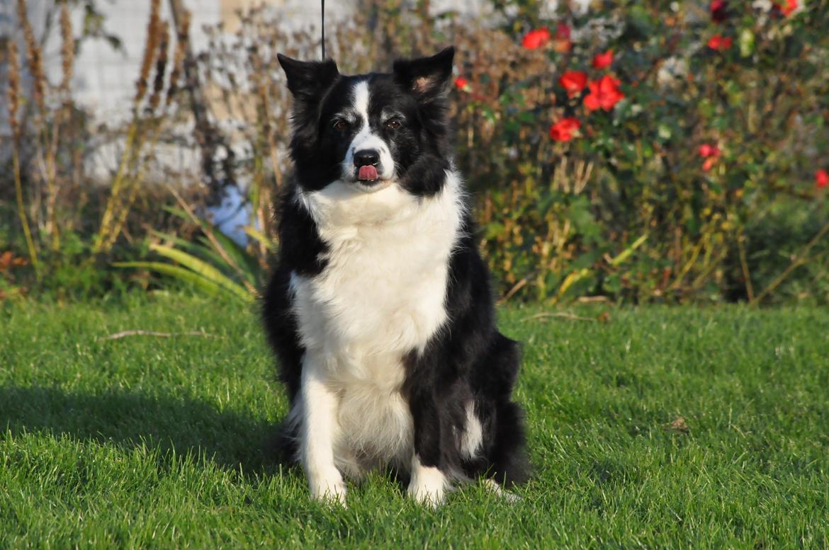 Border collie Kian Star Night Ally billede 9