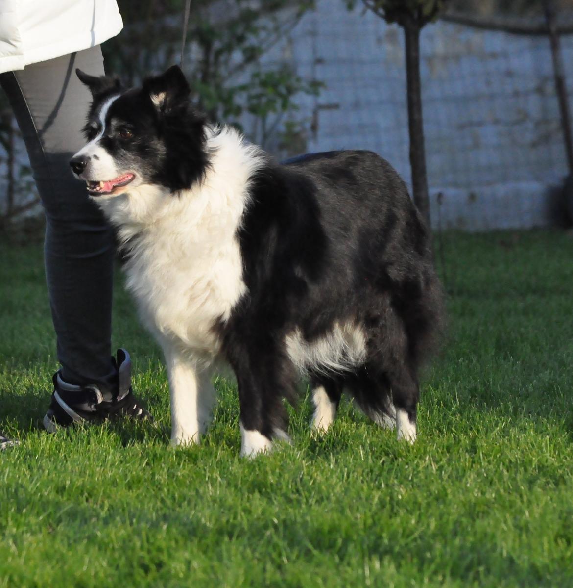 Border collie Kian Star Night Ally billede 10