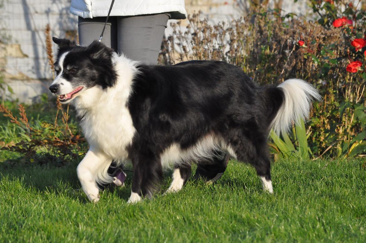 Border collie Kian Star Night Ally billede 11