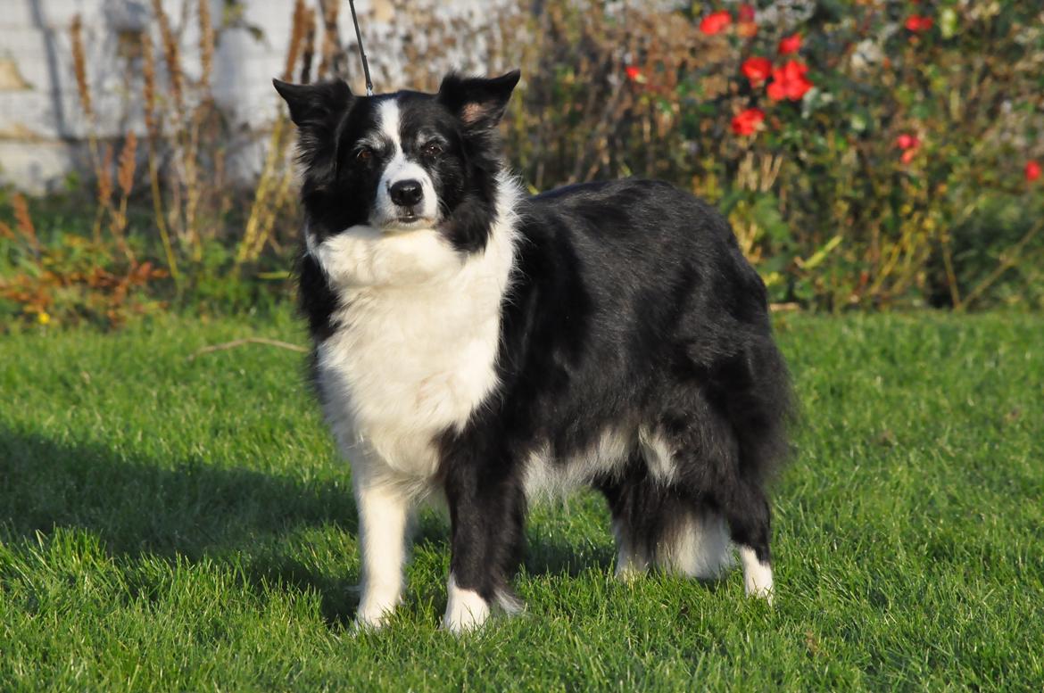 Border collie Kian Star Night Ally billede 12