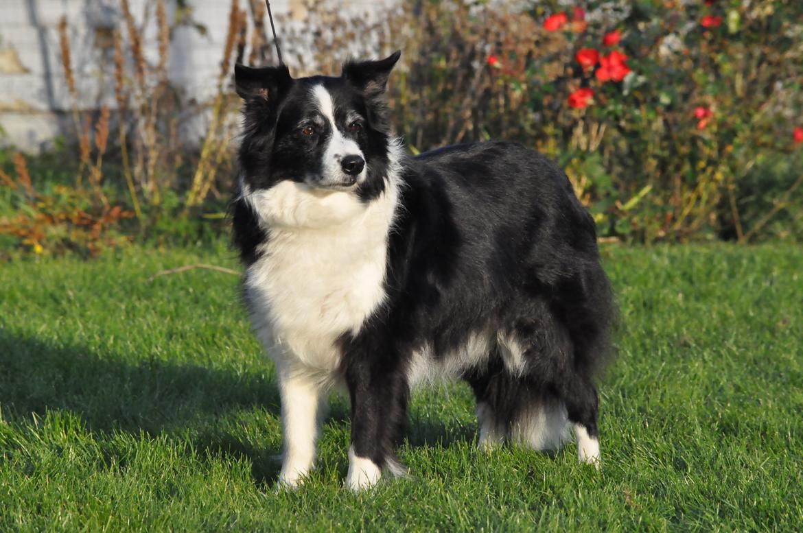 Border collie Kian Star Night Ally billede 13