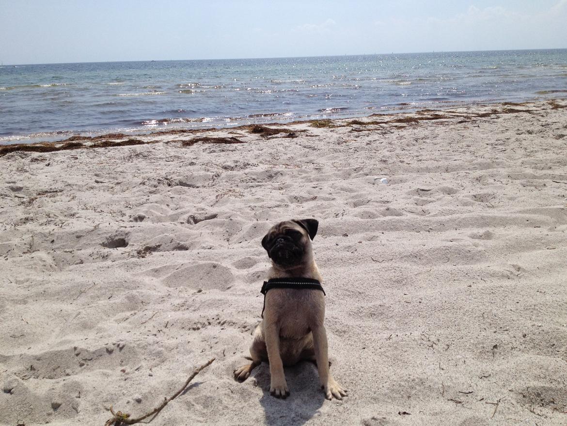 Mops Lara - Det er skønt at være på stranden! og jeg ELSKER at bade billede 5
