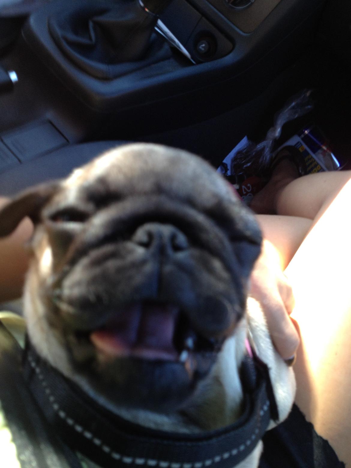 Mops Lara - Heeej heeej :) billede 20