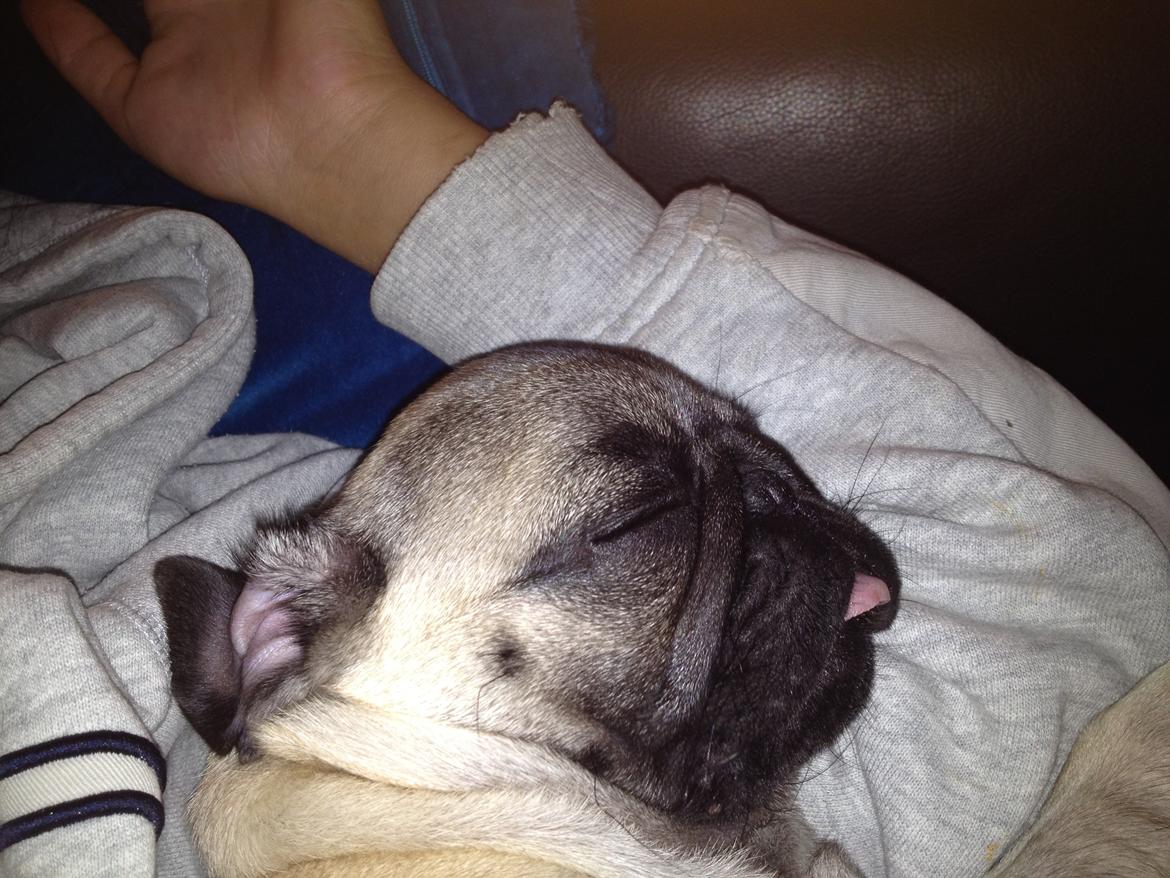 Mops Lara - Så er det putte tid :) billede 12