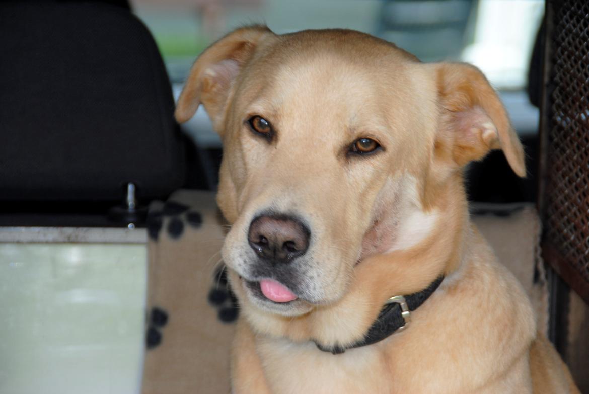 Blanding af racer Lucky [Himmelhund] - Haha xD billede 1