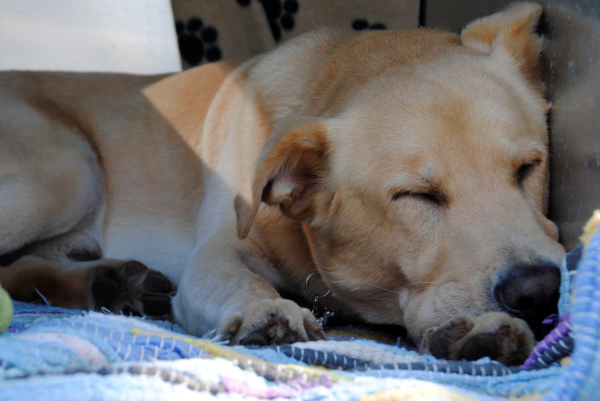 Blanding af racer Lucky [Himmelhund] billede 2