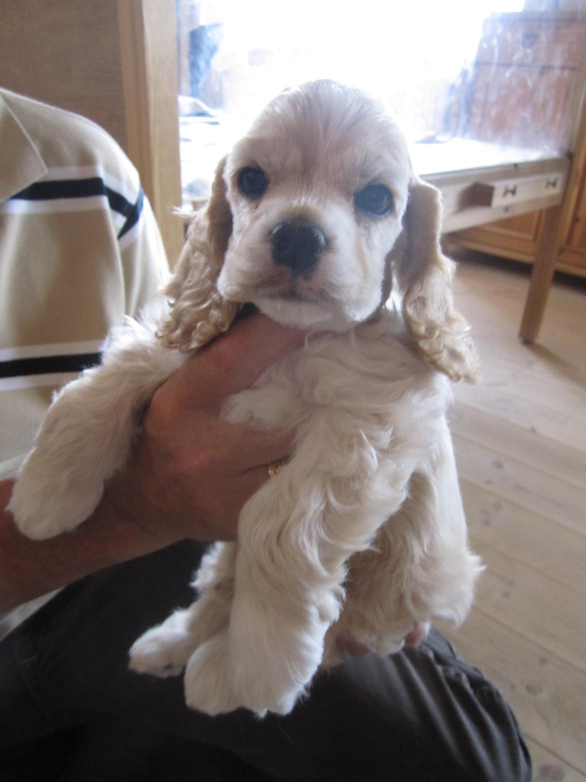 Amerikansk cocker spaniel Milo - 3 dage inden man bliver hentet hjem. Man er blevet en stor hund efterhånden. billede 9