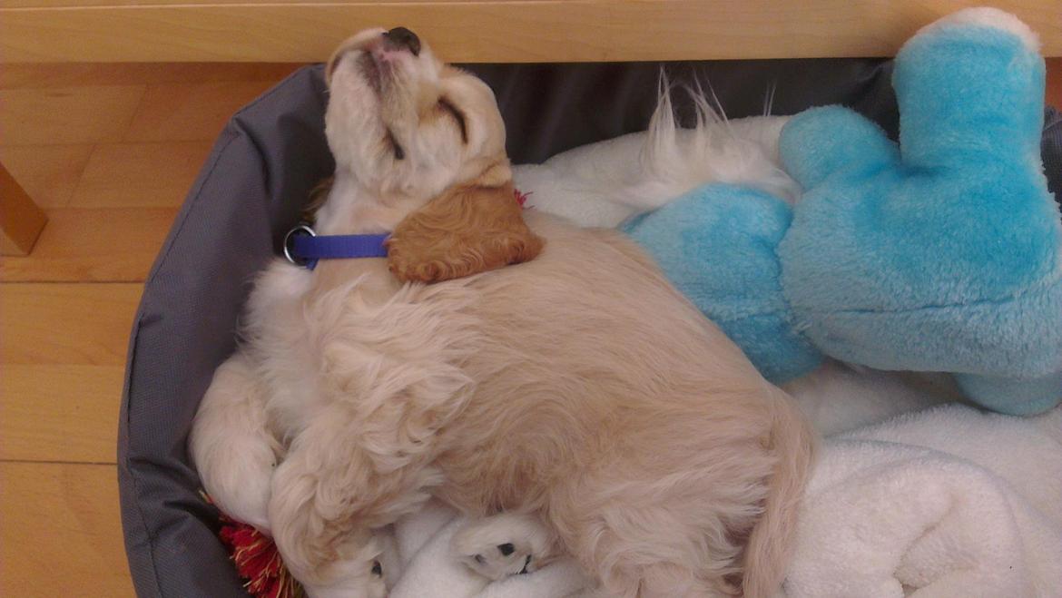 Amerikansk cocker spaniel Milo - Det der med hundekurv er åbenbart lidt svært at finde ud af ... billede 10