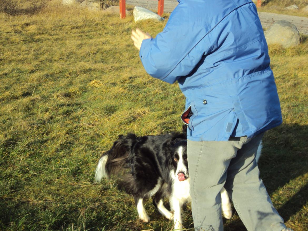 Border collie Kian Star Bright Jessie billede 2