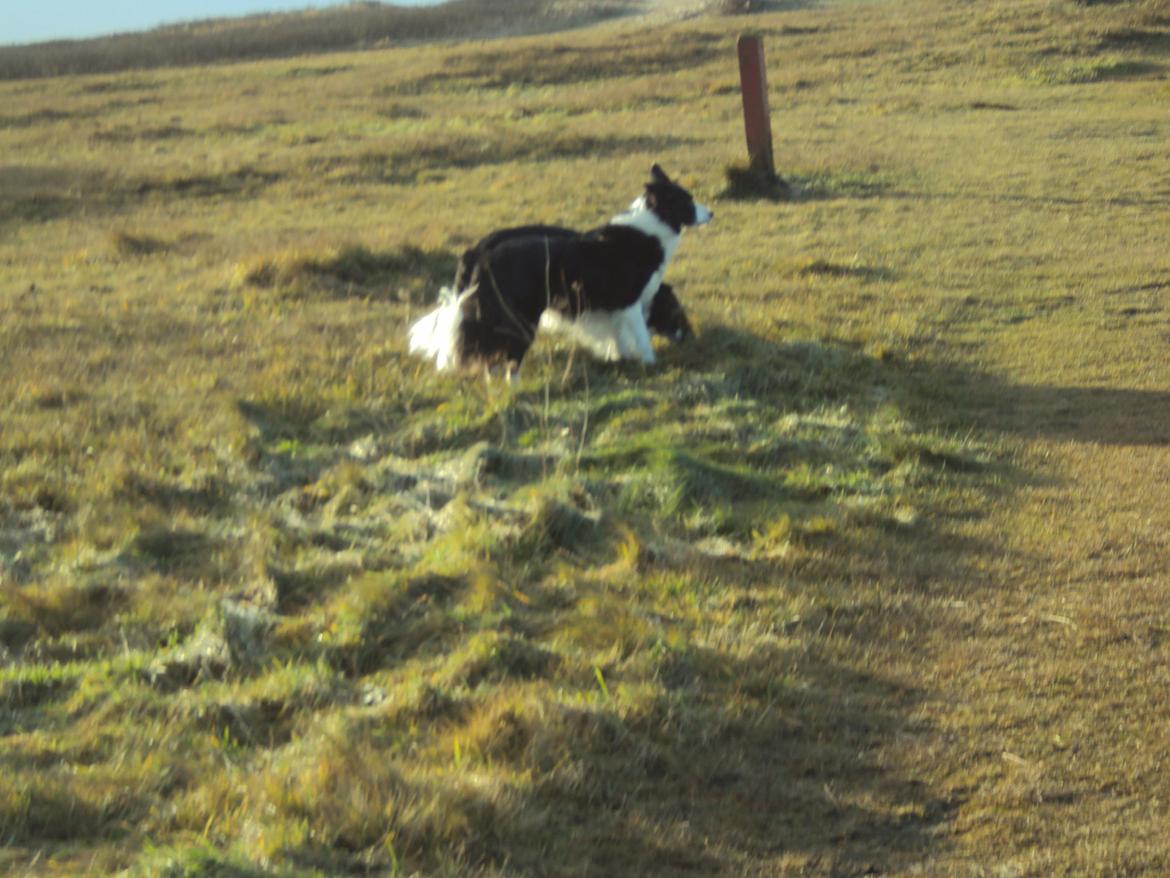 Border collie Kian Star Bright Jessie billede 3