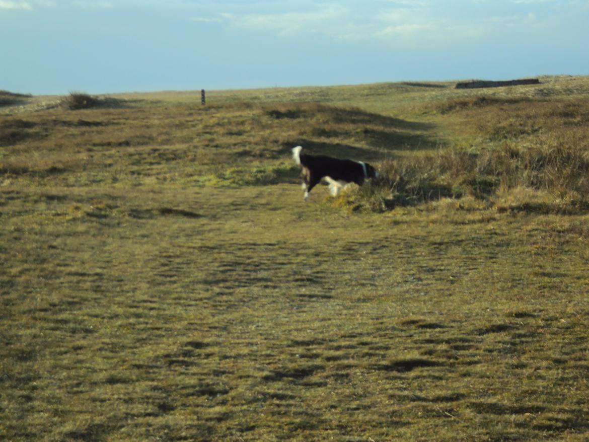 Border collie Kian Star Bright Jessie billede 4