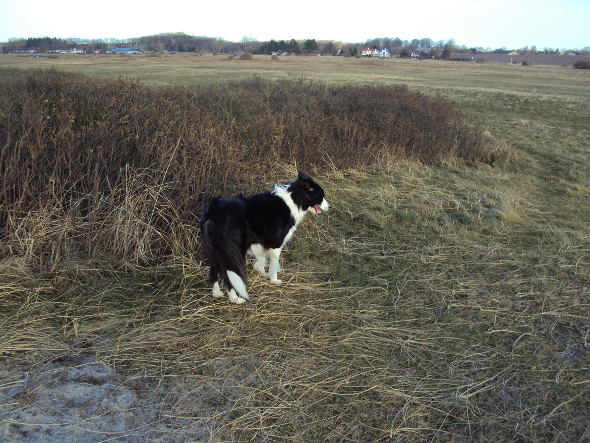 Border collie Kian Star Bright Jessie billede 5