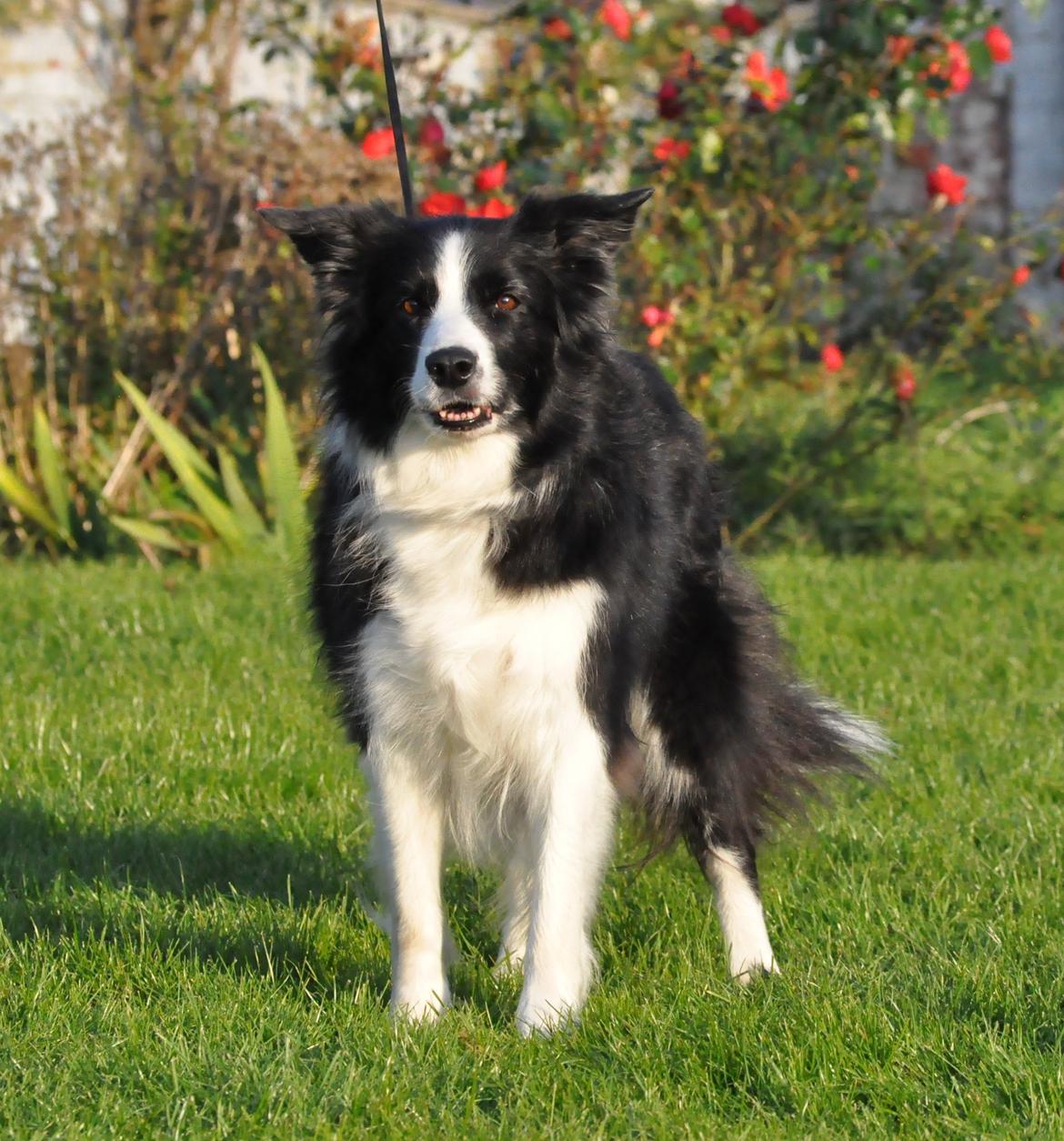 Border collie Kian Star Bright Jessie billede 7