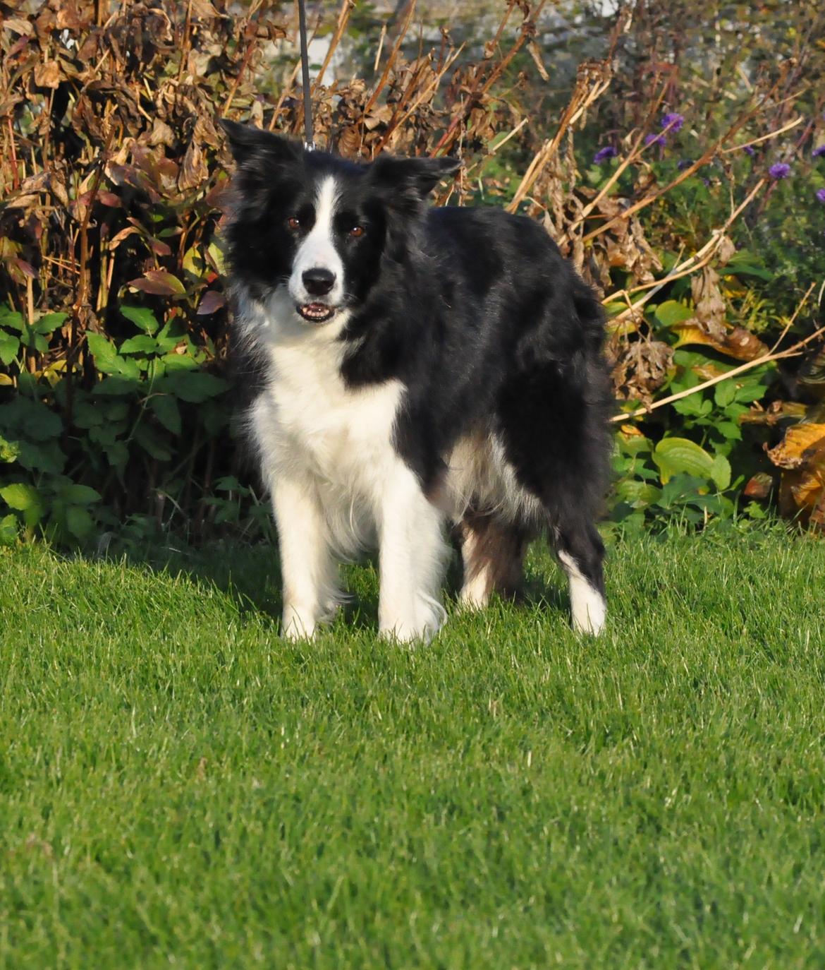 Border collie Kian Star Bright Jessie billede 8