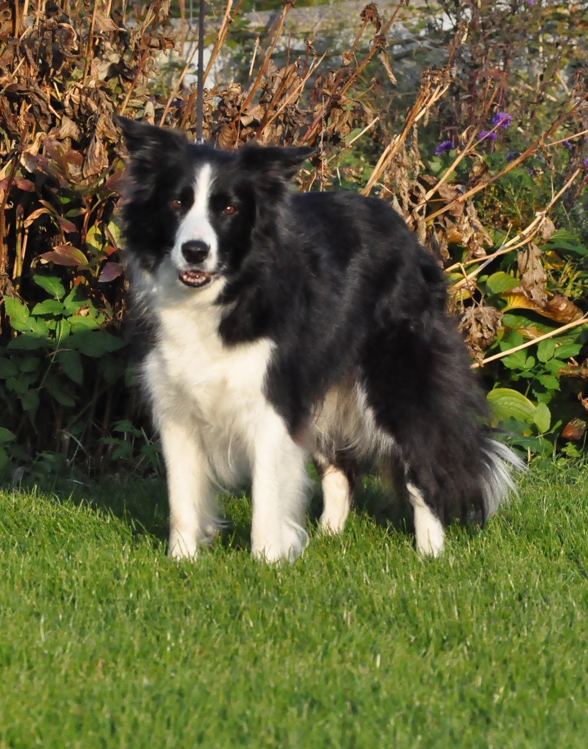 Border collie Kian Star Bright Jessie billede 9